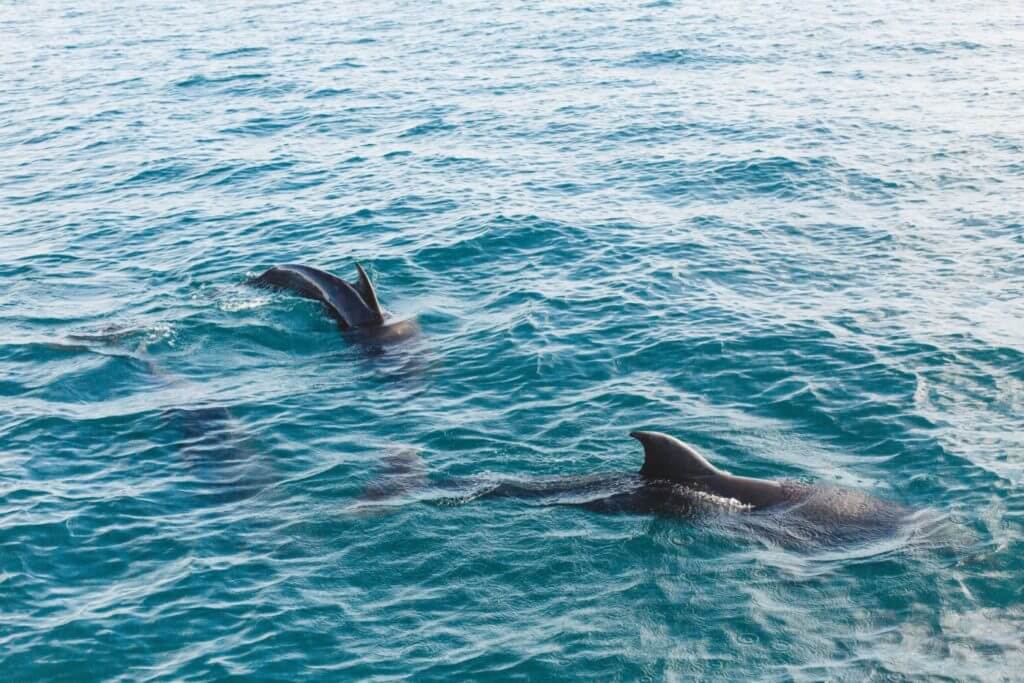 Dolphin Experience in Estero Bay